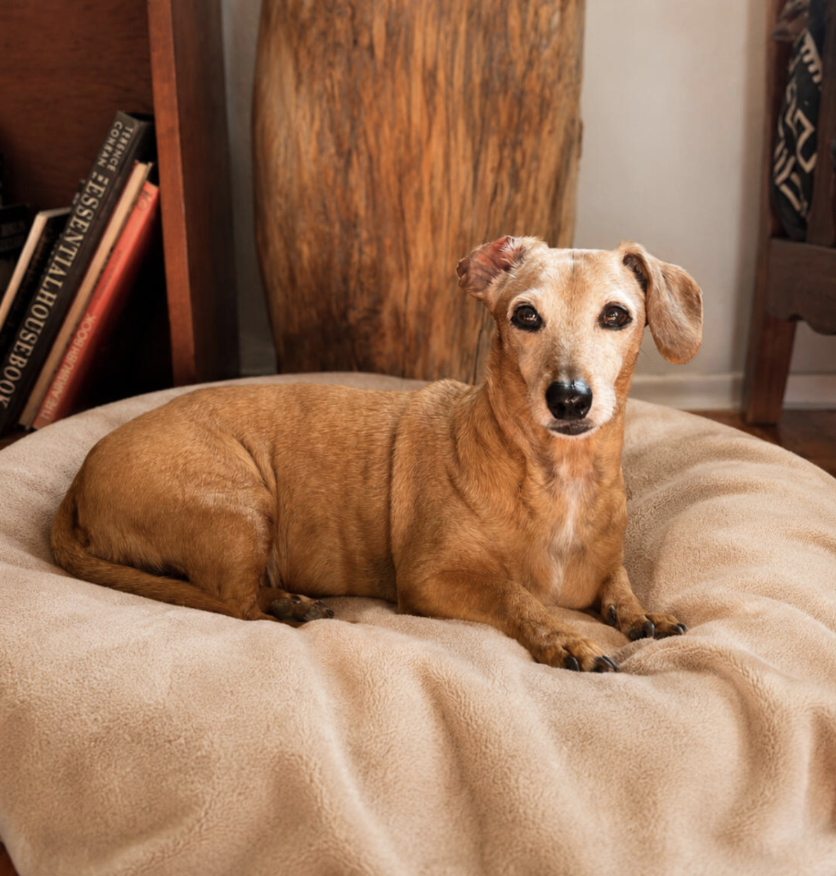 A relaxed small dog resting on a soft bed in a cosy home environment
