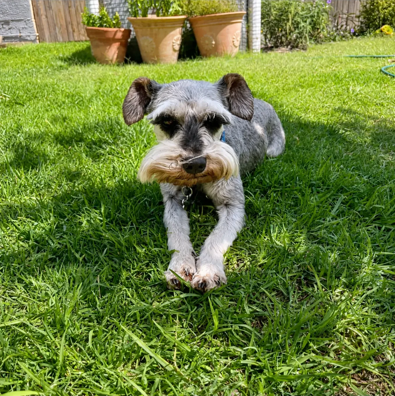 A Miniature Schnauzer relaxing in a sunny, secure garden at Pawradise