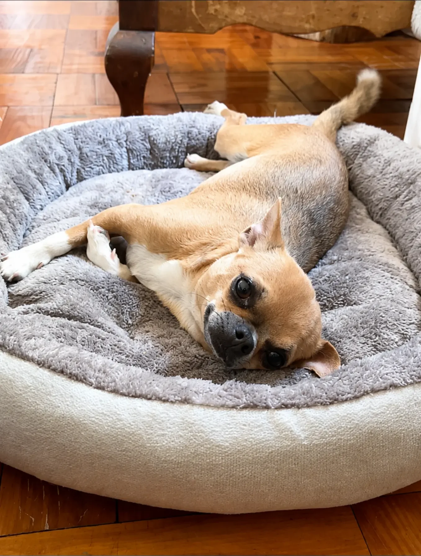 A small dog stretched out asleep in a soft indoor bed at Pawradise