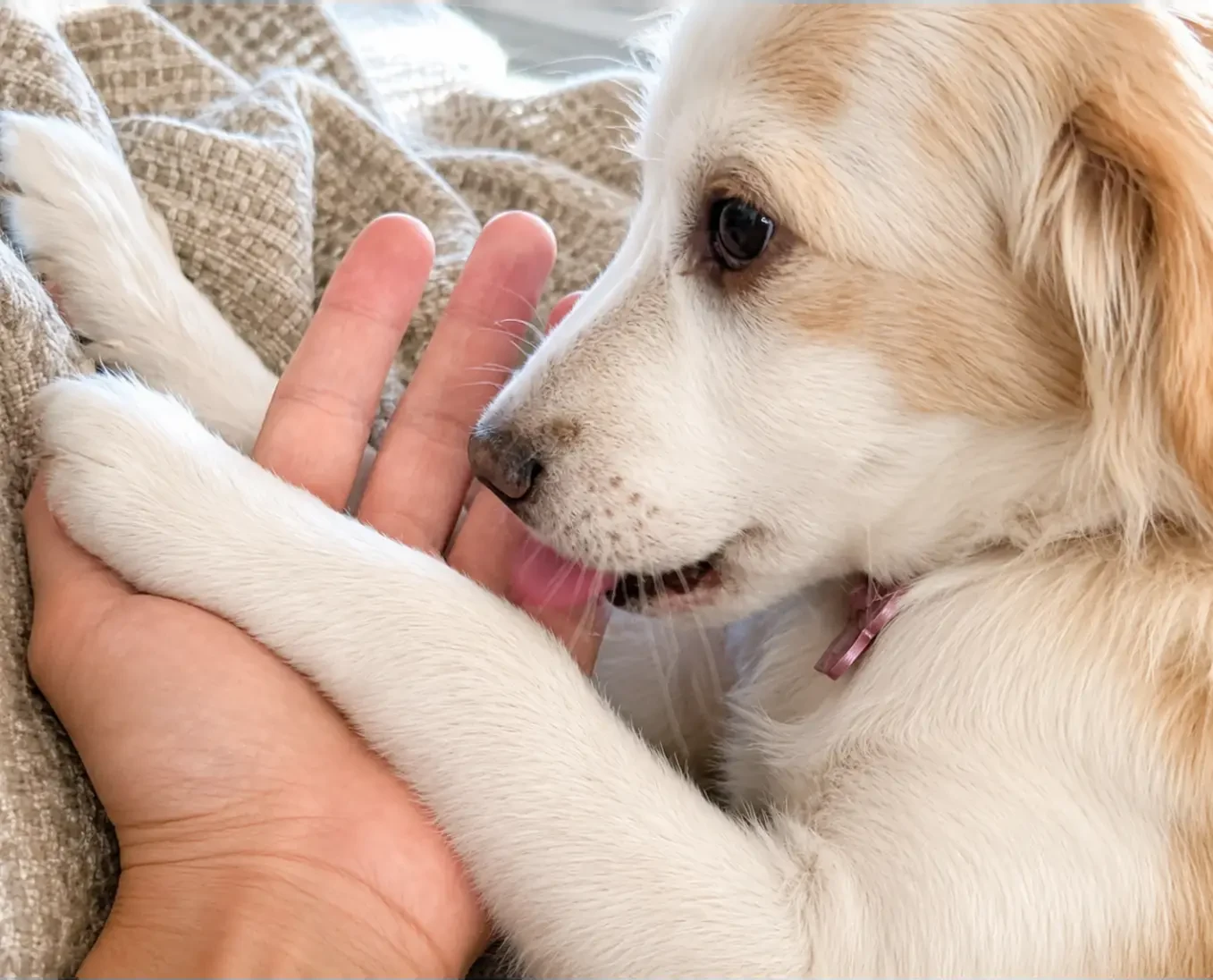 A small dog resting its paw in a caring Pawradise host's hand